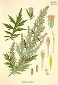 Artemisia vulgaris